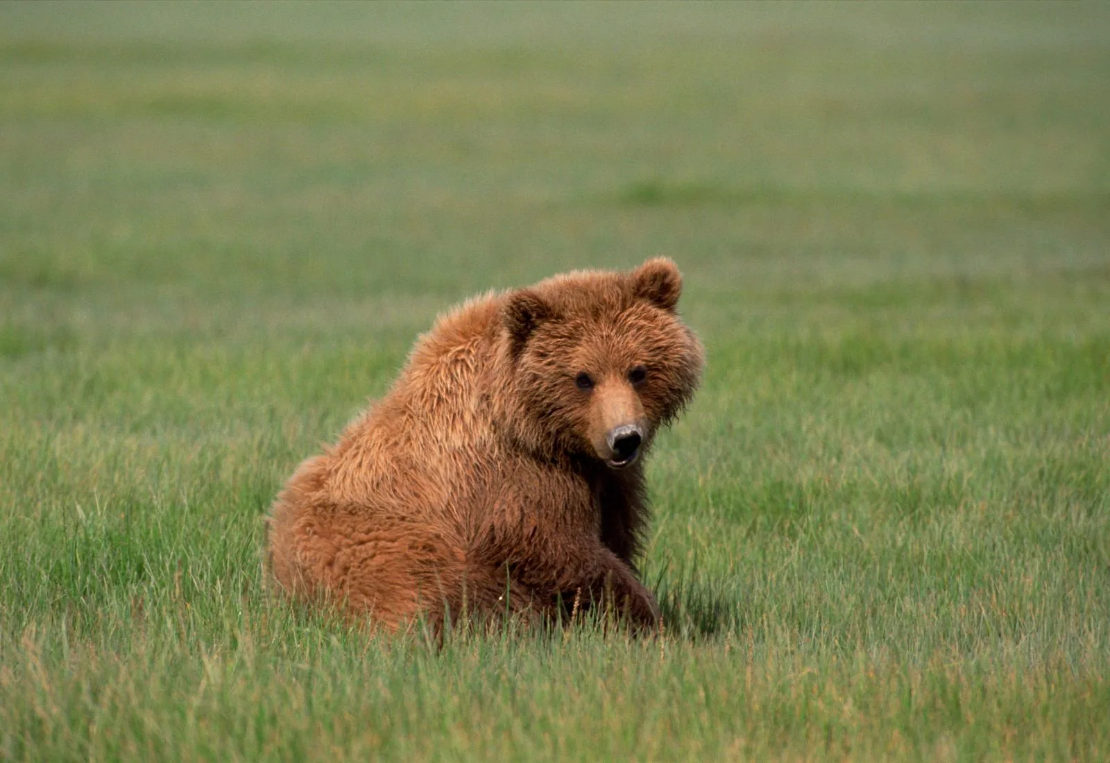 Bear Sanctuary