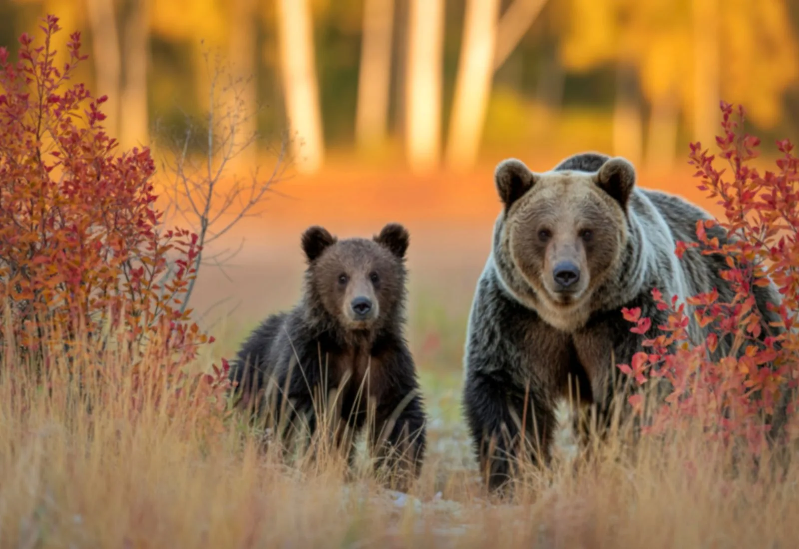 Libearty Bear Sanctuary Zarnesti